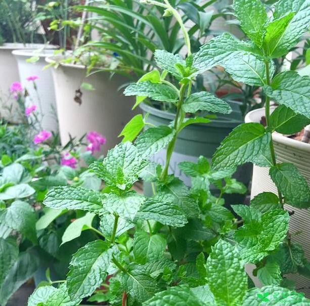 薄荷千万不要盆栽，不让你会后悔的