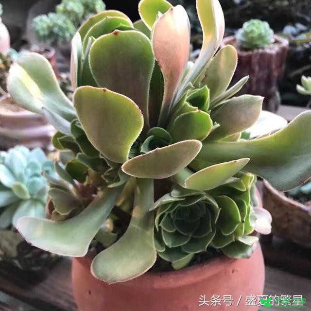 多肉“法师”叶片发软，还总掉叶子？你知道为什么吗？ 。。。