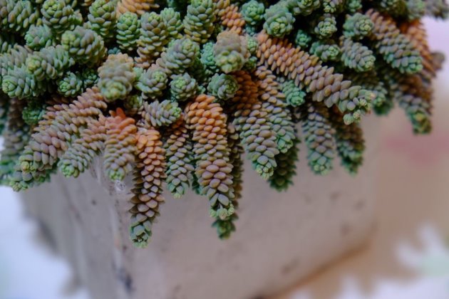姬星美人怎么养才爆盆？多肉植物姬星美人的养殖方法和注意事项
