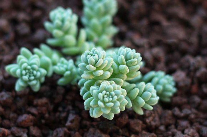 旋叶姬星美人的花语是什么？
