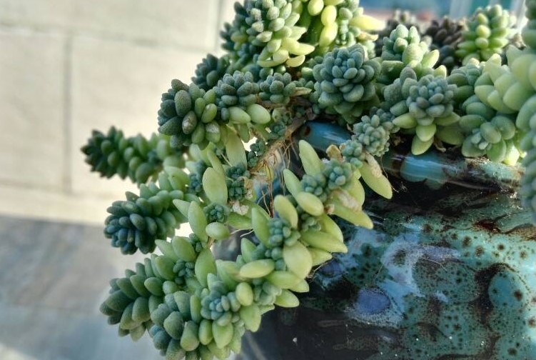 旋叶姬星美人的花语是什么？