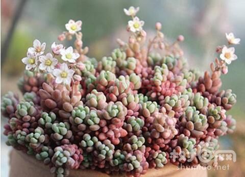 姬星美人开花会死吗：不会