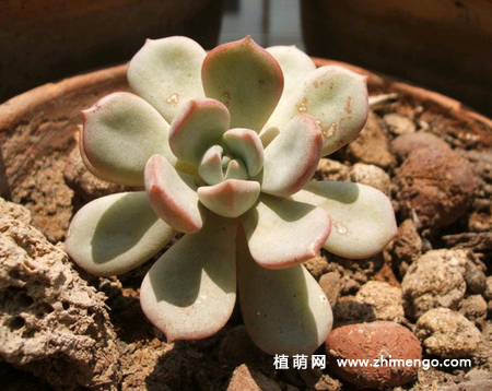 多肉吉娃莲烂根怎么办，如何挽救？