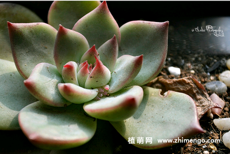 多肉吉娃莲烂根怎么办，如何挽救？