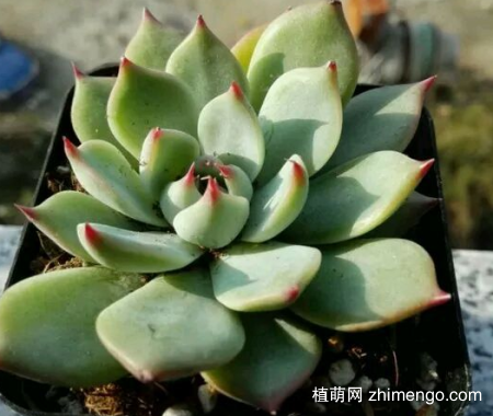 吉娃莲怎么变多头，爆侧芽，不能忽略砍头，摸