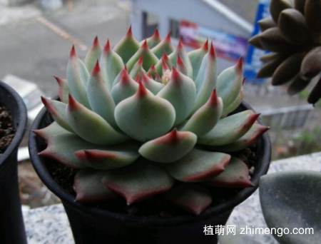 吉娃莲怎么变多头，爆侧芽，不能忽略砍头，摸