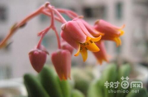 吉娃莲开花不会死