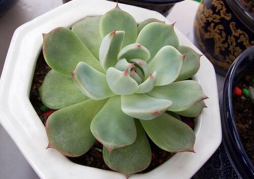 吉娃莲开花会死吗 什么时候开花