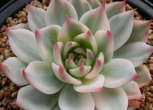 吉娃莲开花会死吗 什么时候开花