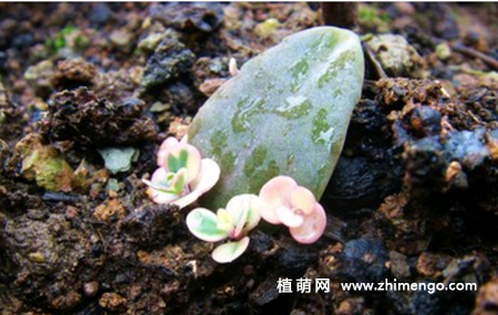 玉吊钟叶插繁殖方法图解