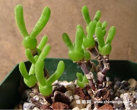 枝干番杏繁殖方法，枝干番杏怎么种养殖
