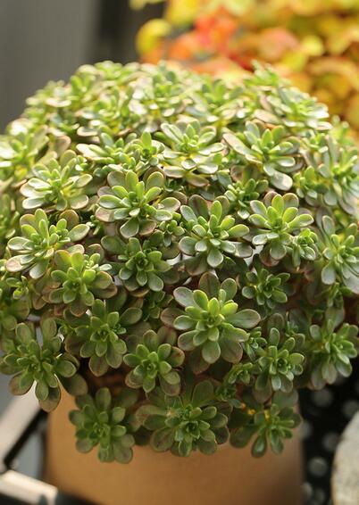 多肉植物小人祭怎么繁殖 日常养护要点