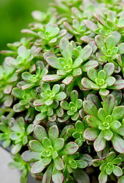 多肉植物小人祭怎么繁殖 日常养护要点