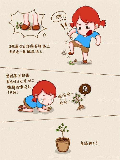 多肉“小人祭” 的养殖图解