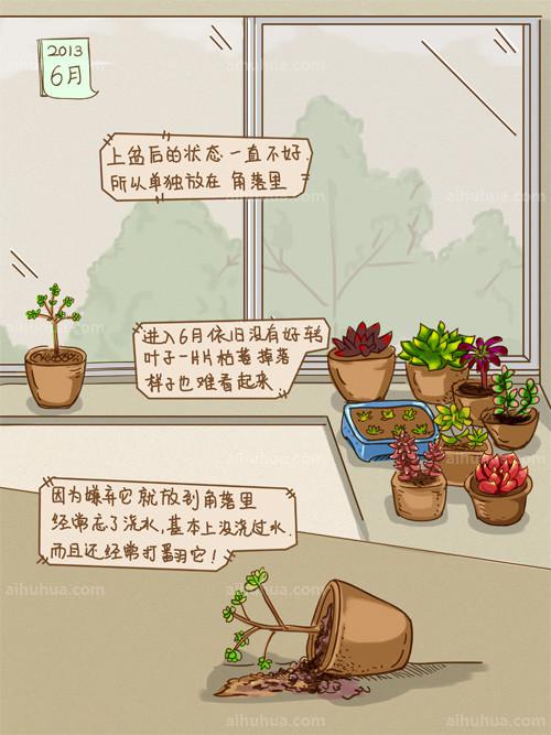 多肉“小人祭” 的养殖图解
