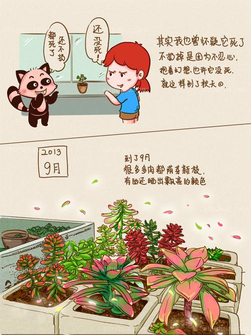 多肉“小人祭” 的养殖图解