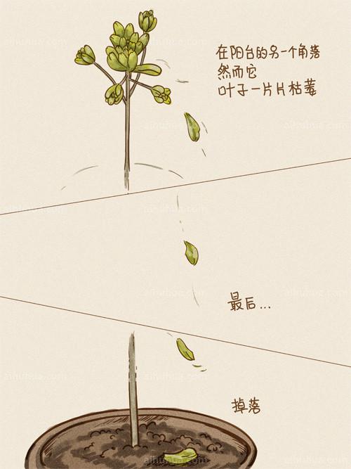 多肉“小人祭” 的养殖图解