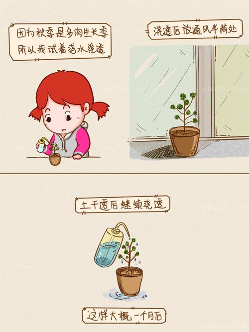 多肉“小人祭” 的养殖图解