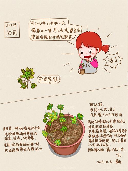 多肉“小人祭” 的养殖图解