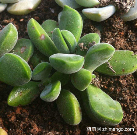 若歌诗好养吗？若歌诗养殖方法与注意事项