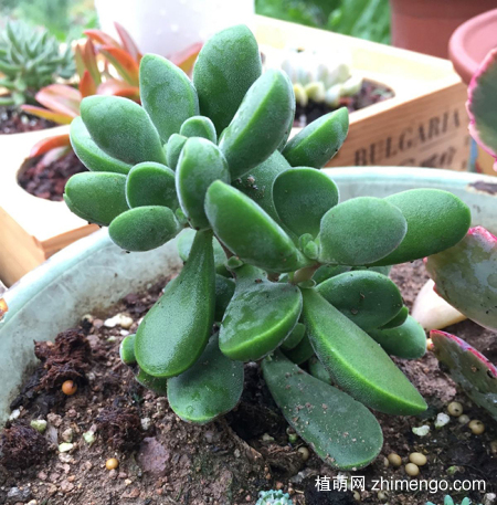 若歌诗好养吗？若歌诗养殖方法与注意事项