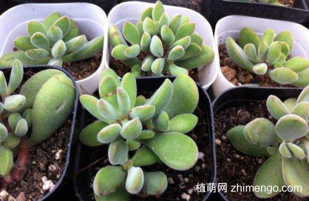 若歌诗好养吗？若歌诗养殖方法与注意事项