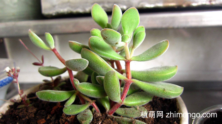 若歌诗好养吗？若歌诗养殖方法与注意事项