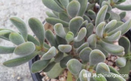 若歌诗怎么修剪，若歌诗多肉修剪方法