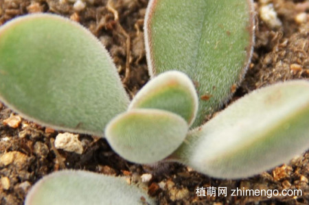 若歌诗怎么修剪，若歌诗多肉修剪方法