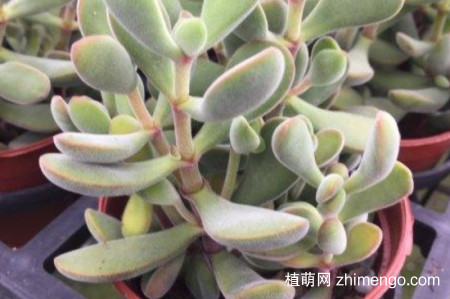 若歌诗怎么修剪，若歌诗多肉修剪方法