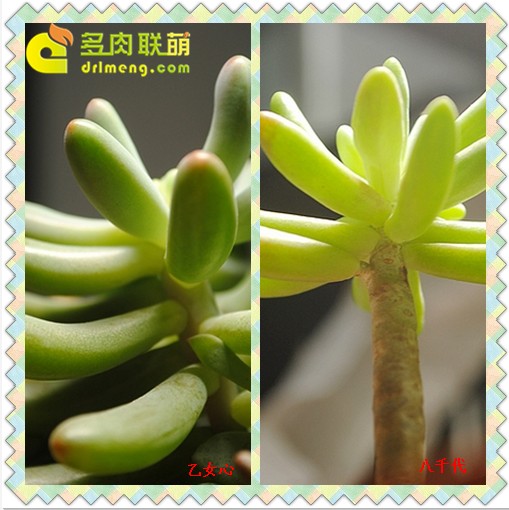 也可以红得迷人的若歌诗