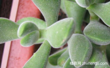 若歌诗怎么叶插，若歌诗多肉叶插方法