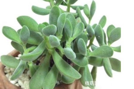 若歌诗怎么叶插，若歌诗多肉叶插方法