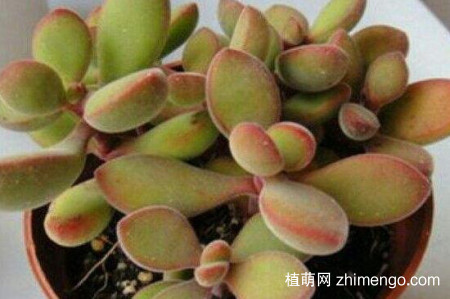 若歌诗怎么叶插，若歌诗多肉叶插方法