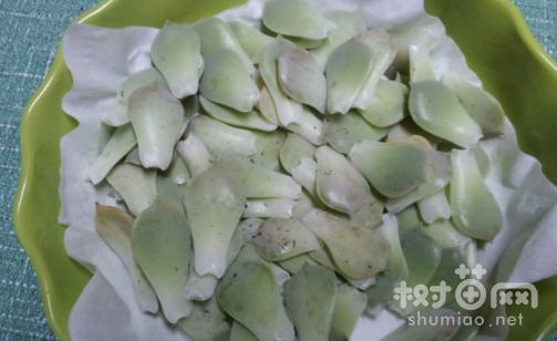 露娜莲繁殖方法一：叶插繁殖