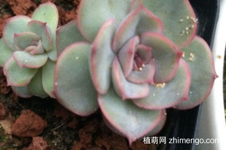 露娜莲好养吗？露娜莲日常养护方法介绍