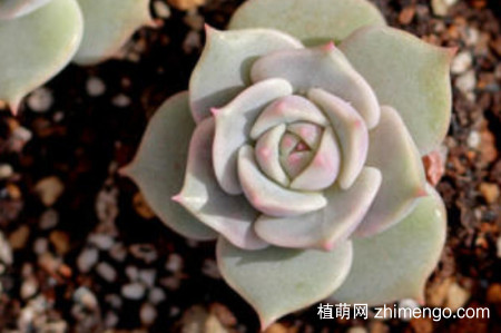 露娜莲好养吗？露娜莲日常养护方法介绍