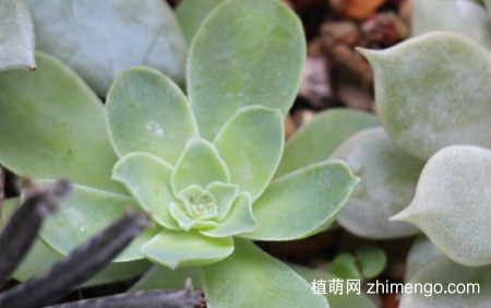 露娜莲怎么繁殖，露娜莲繁殖方法