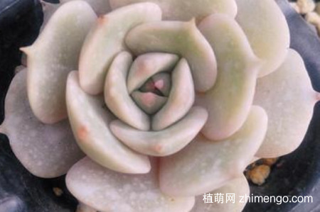 露娜莲怎么繁殖，露娜莲繁殖方法