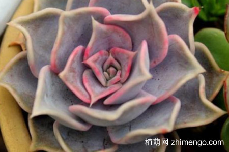 露娜莲好养吗？露娜莲日常养护方法介绍
