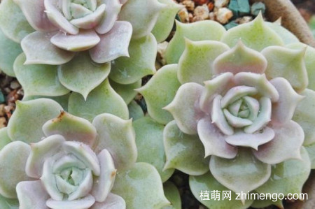 露娜莲怎么繁殖，露娜莲繁殖方法