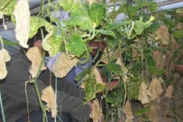 露娜森注意事项，施药注意安全，不能随便混用