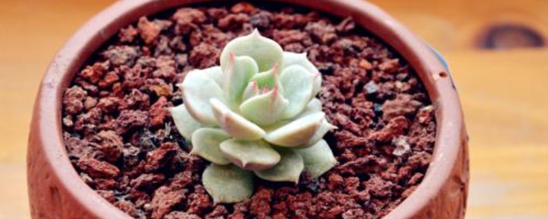露娜莲多肉浇多少水