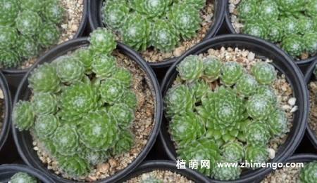 蛛丝卷绢多肉养殖方法、习性、繁殖方法介绍