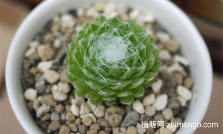蛛丝卷绢好养吗？蛛丝卷绢养殖方法与注意事项