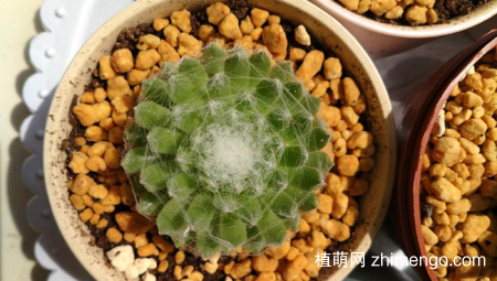 蛛丝卷绢好养吗？蛛丝卷绢养殖方法与注意事项