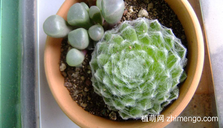 蛛丝卷绢好养吗？蛛丝卷绢养殖方法与注意事项