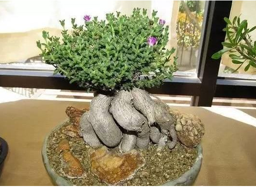 一.姬红小松的修剪方法：