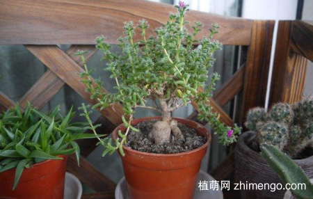 姬红小松怎么养，姬红小松养护方法