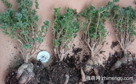 姬红小松怎么养，姬红小松养护方法